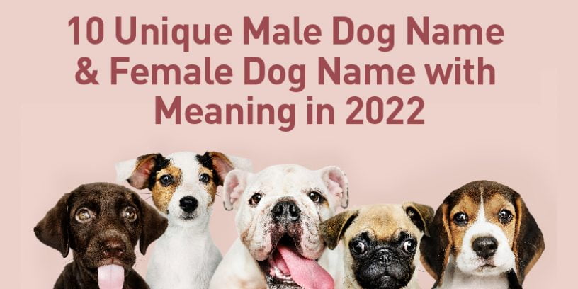 Unique Male & Female Dog Name