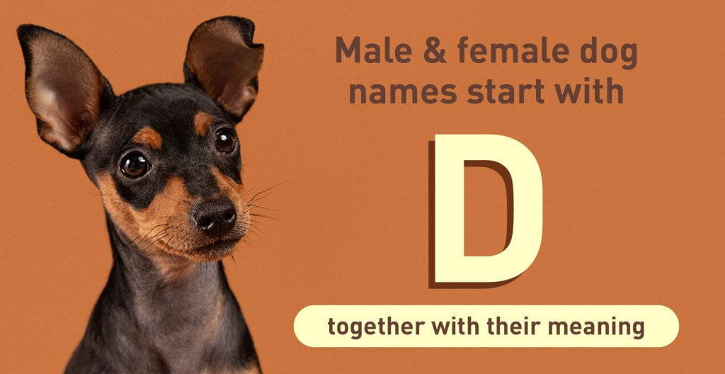 Dog Names Start With D