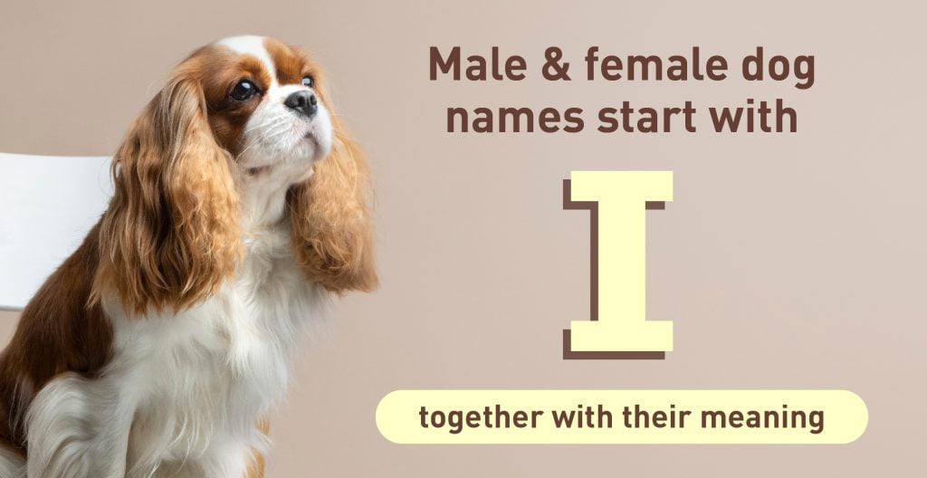 Dog Names Start With I