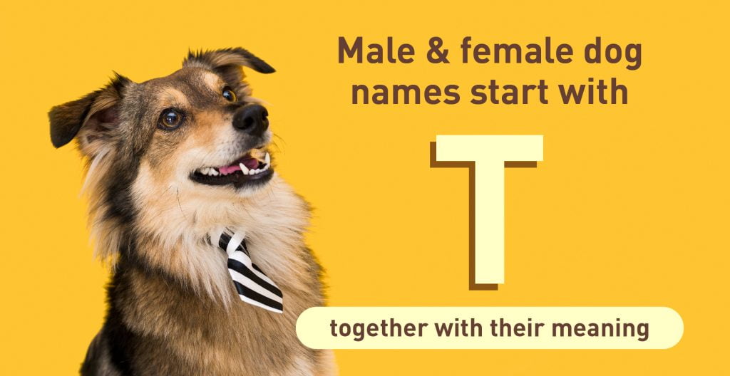 female dog name meaning