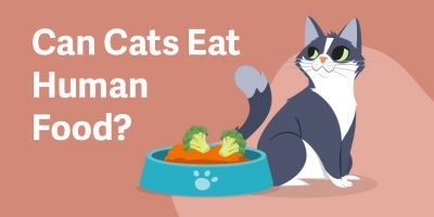 Can cats eat human food?