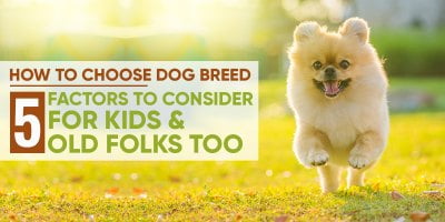 How to choose dog breed