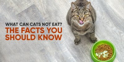 What Can Cat Not Eat?