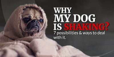 Why my dog is shaking?