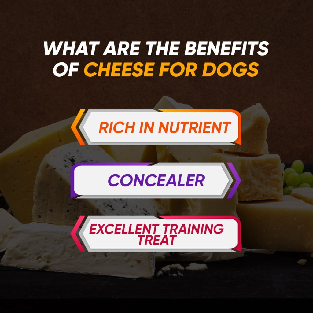 re The Benefits Of Cheese For Dogs