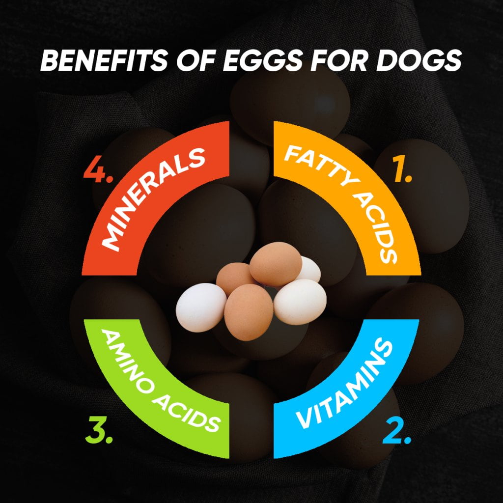 Benefits of Eggs For Dogs