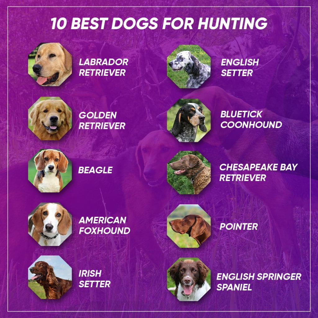 10 Best Dogs for Hunting