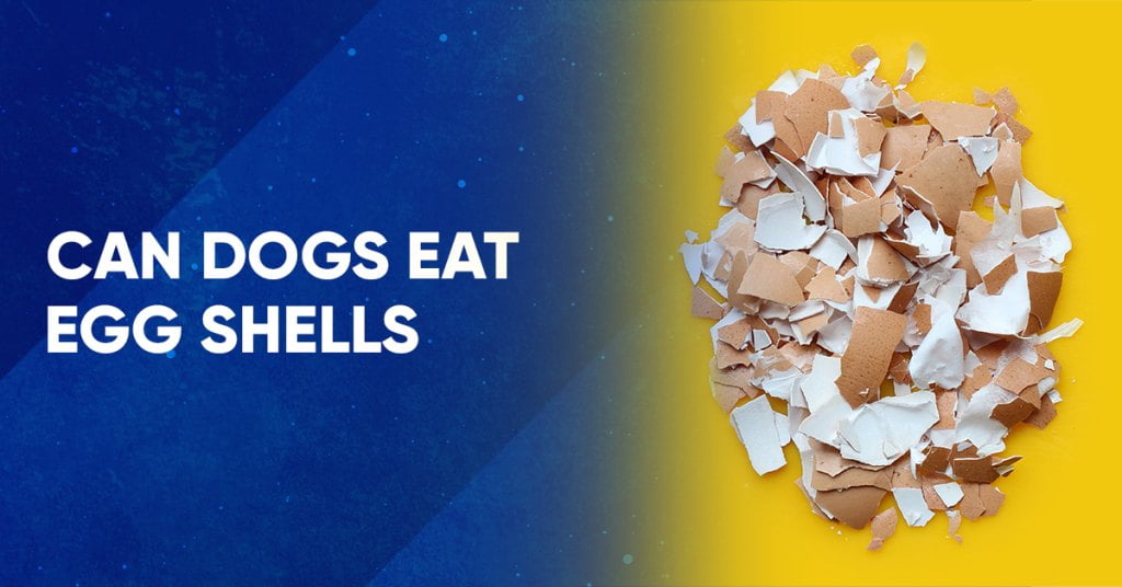 Can Dogs Eat Egg Shells