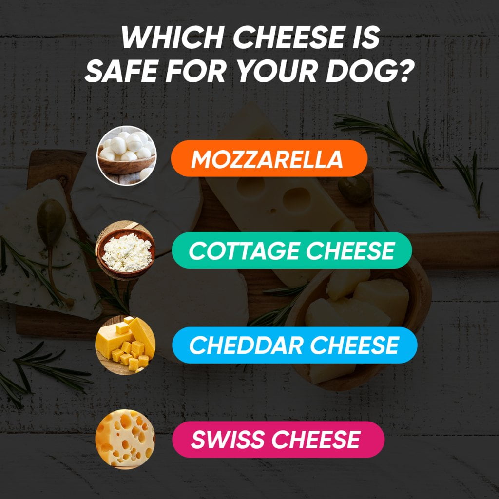 Which Cheese Is Safe For Your Dog?