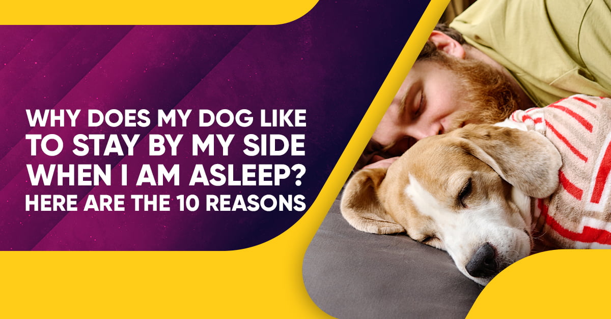 10-reasons-your-dog-like-to-stay-by-your-side-when-you-are-asleep