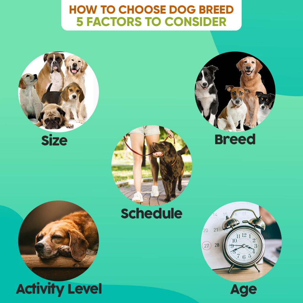 How to Choose the Dog Breed