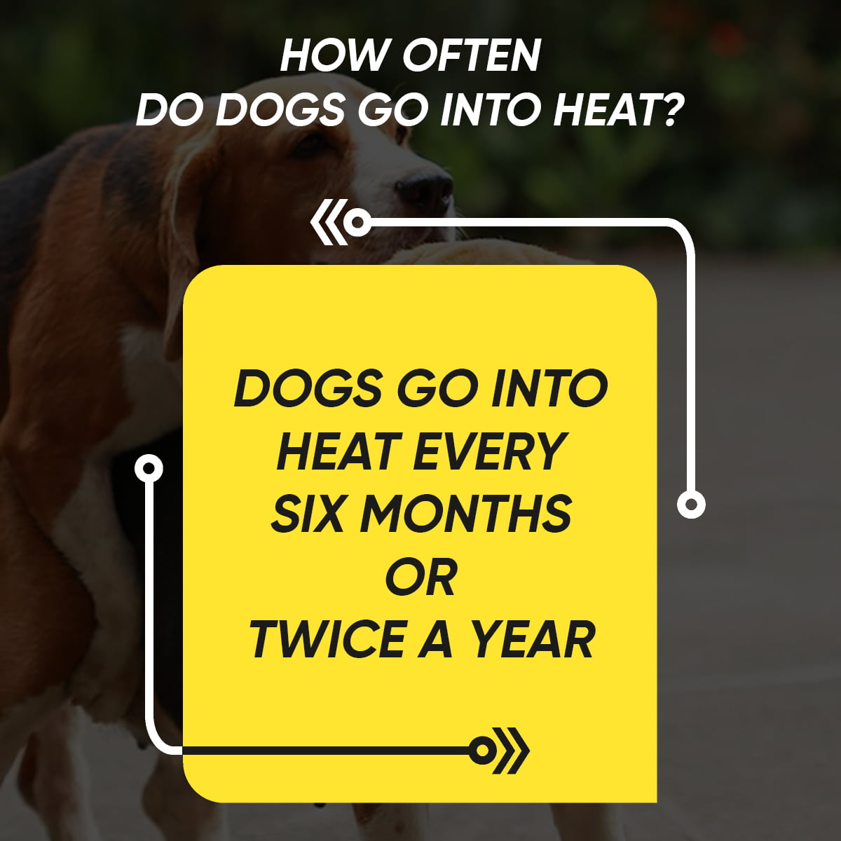 how-often-do-dogs-go-into-heat-how-to-tell-your-dog-is-in-heat