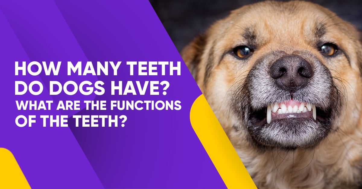 how-many-teeth-do-dogs-have-what-are-the-functions-of-the-teeth