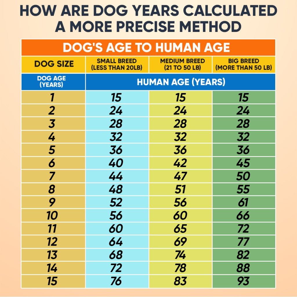 How Are Dog Years Calculated chart