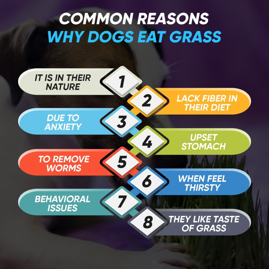 Common Reasons Why Dogs Eat Grass