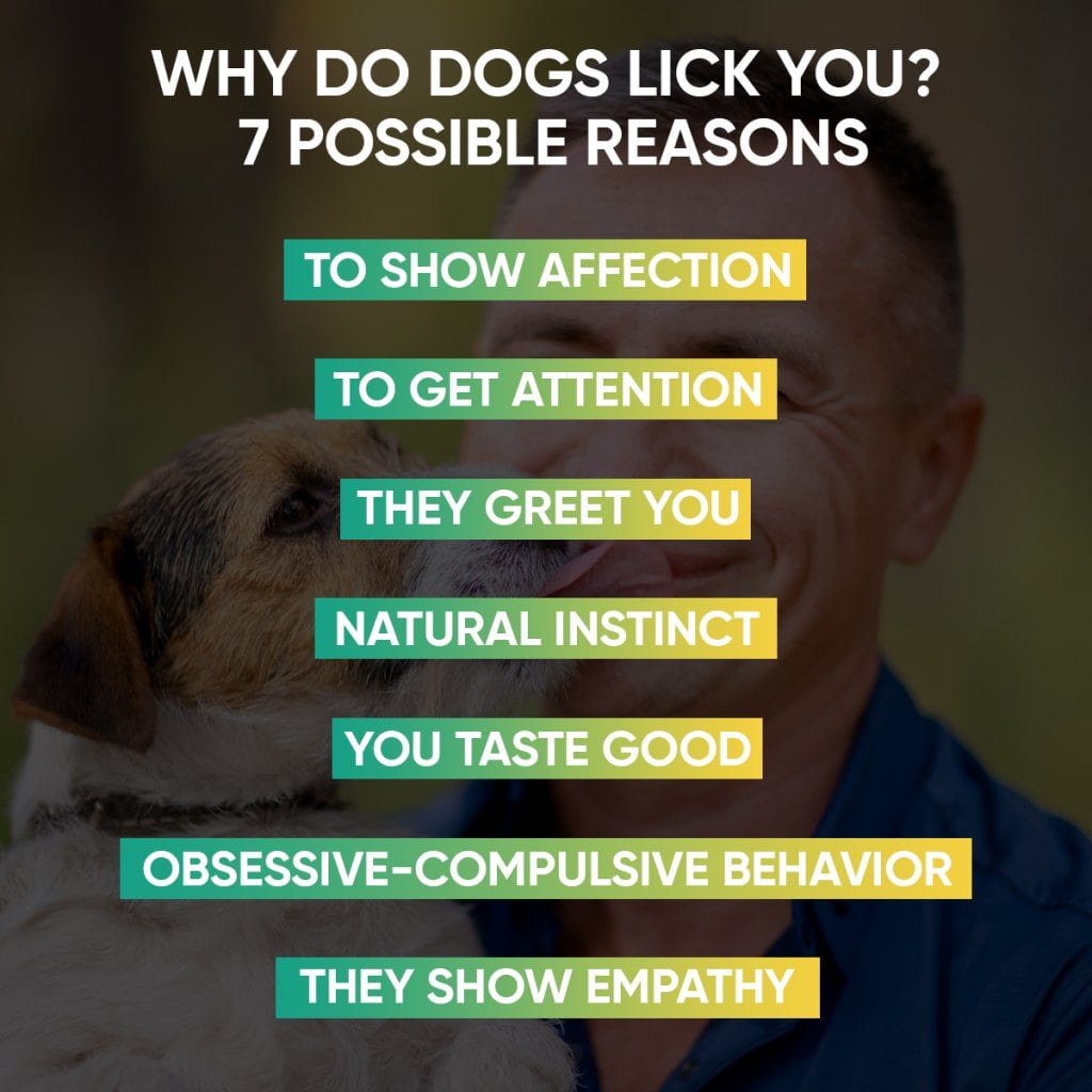 7 Possible Reasons Why Do Dogs Lick You