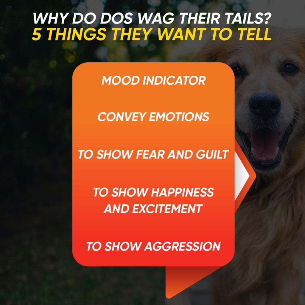 Why Do Dos Wag Their Tails? 5 Things They Want to Tell