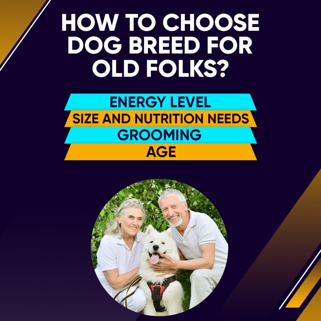How to Choose Dog Breed for Old Folks