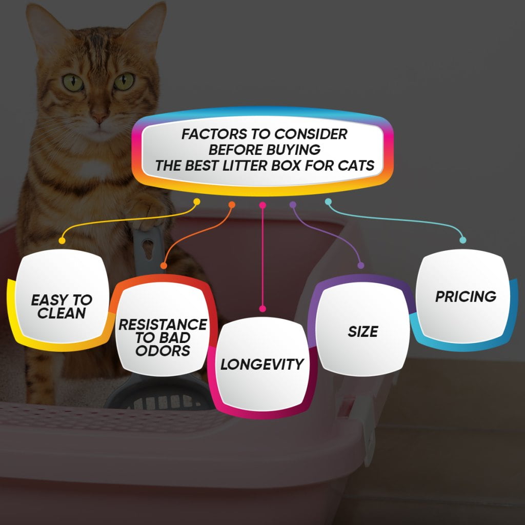 Factors to Consider Before Buying The Best Litter Box for Cats