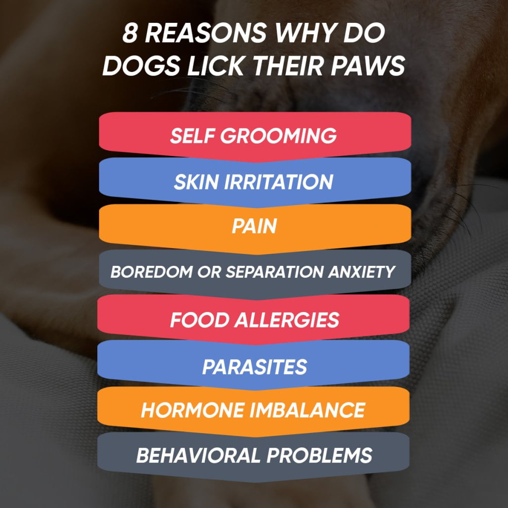  8 Reasons Why Dog Lick Their Paws