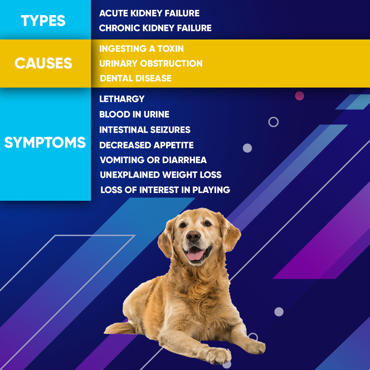 chronic-kidney-disease-apr-10-2018-veterinary-hospital-group-blog