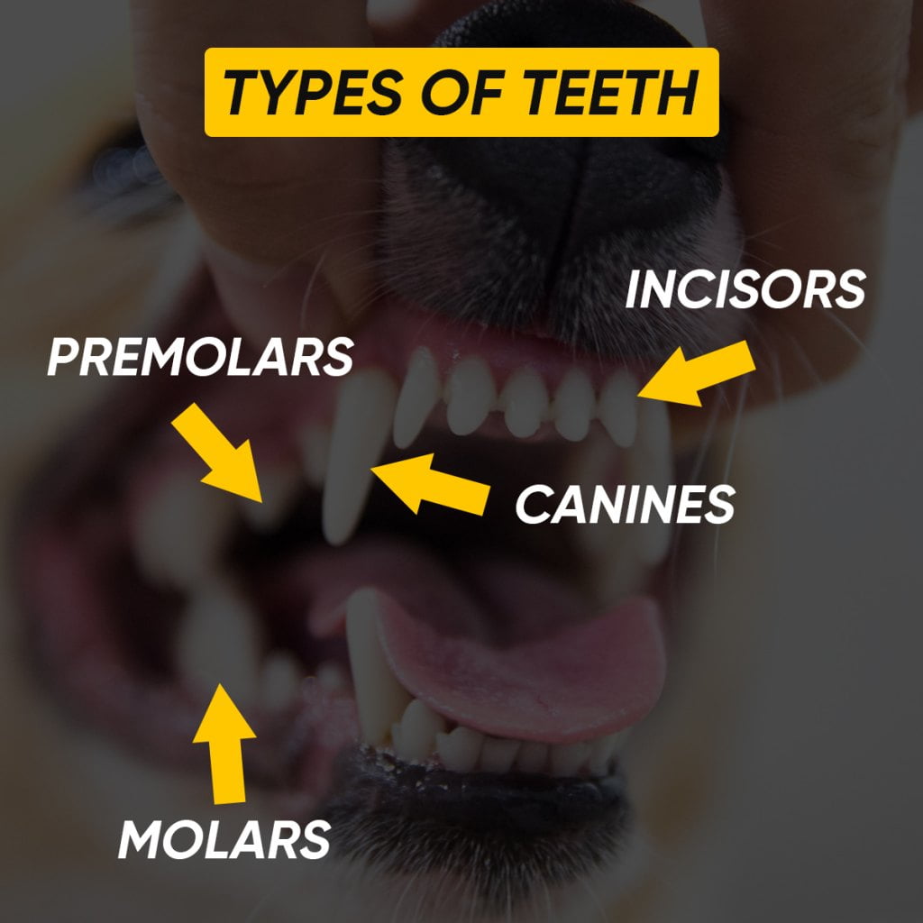 Types of dog Teeth
