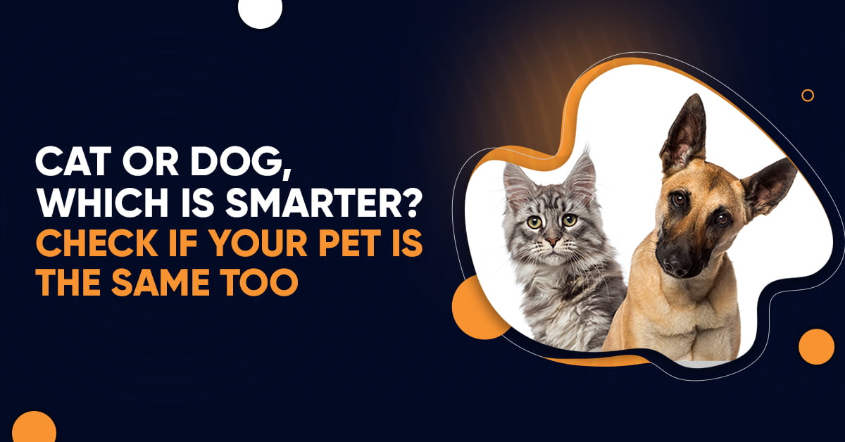 cat-or-dog-which-is-smarter-check-if-your-pet-is-the-same-too