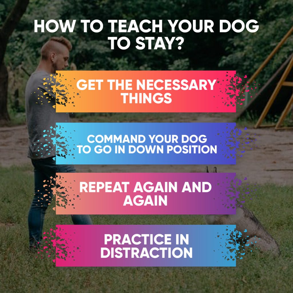 Teach Dog to Stay