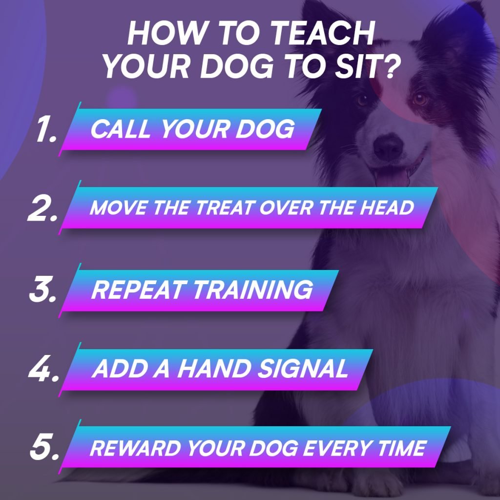 Teach Dog How to Sit