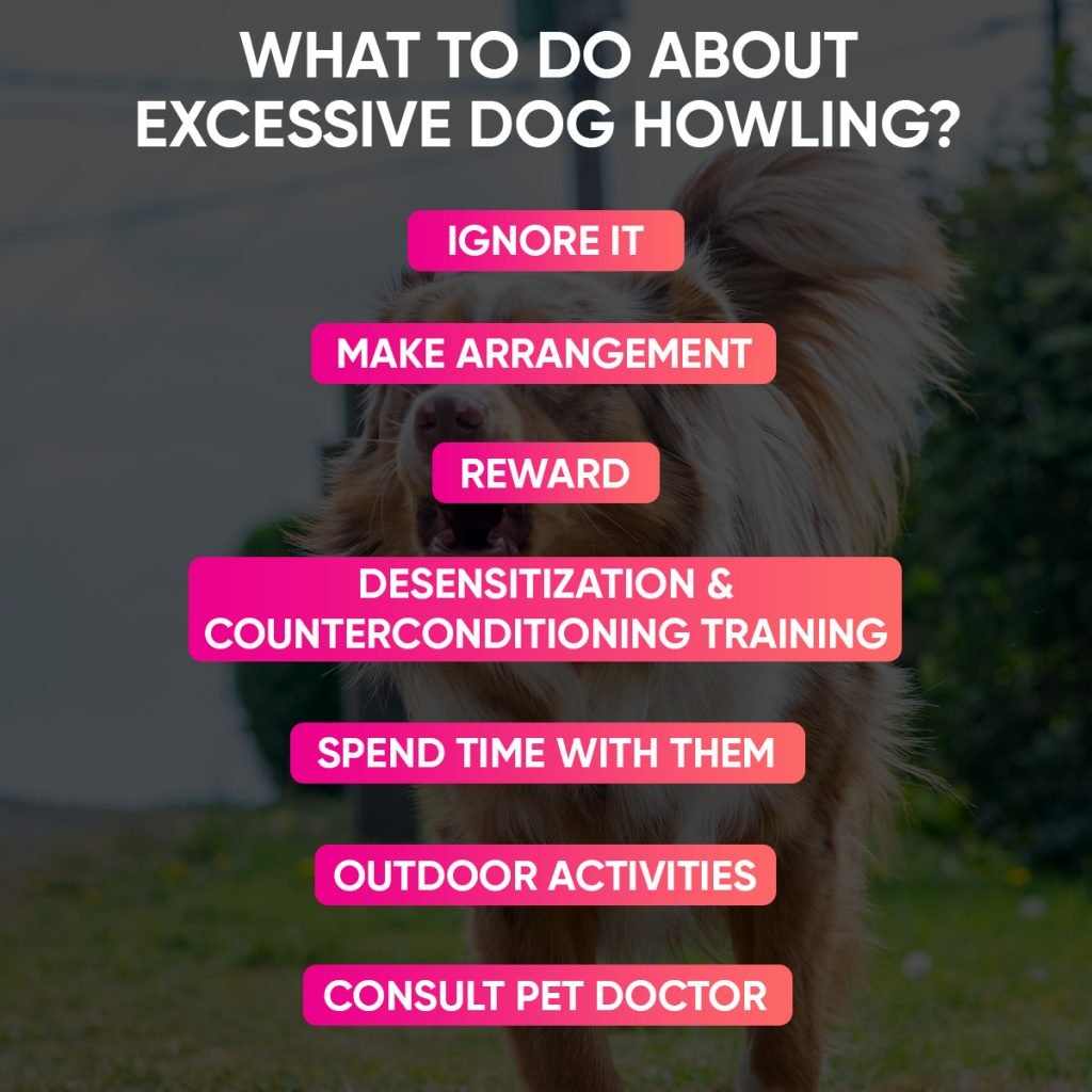 What to Do About Excessive Dog Howling?