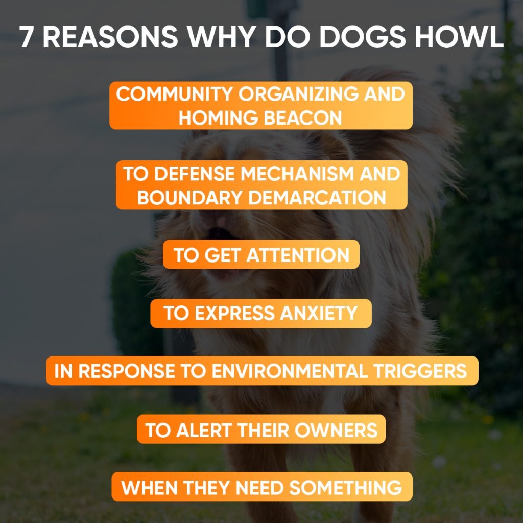 7 Reasons Why Do Dogs Howl