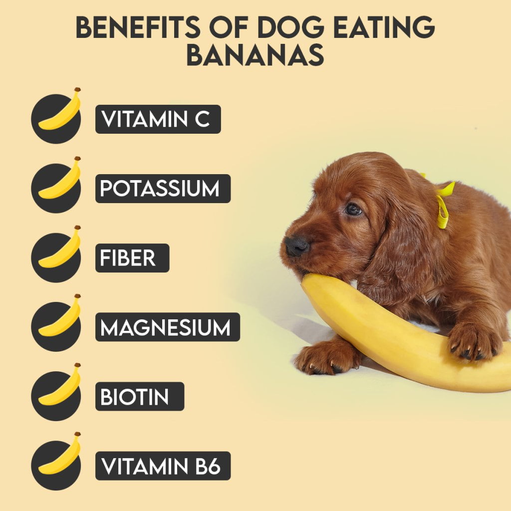 Benefits of Dog Eating Bananas
