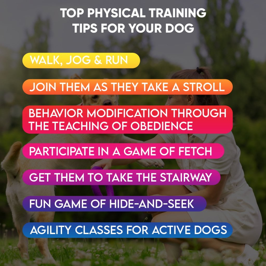 Top Physical Training Tips for Dog